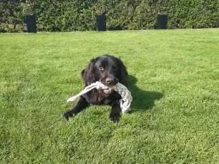 Tysk langhåret hønsehund (han)