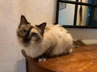 Ragdoll og SkovDoll evt. sammen