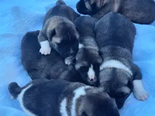 Hundehvalpe Akita American 
