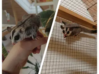 Sugar Glider søger nye hjem