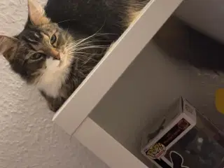 Lang håret kat 🐈‍⬛ 