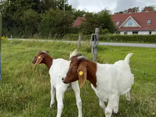 Boer geder sælges