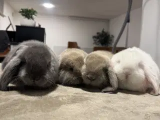 Fransk vædder kanin unger