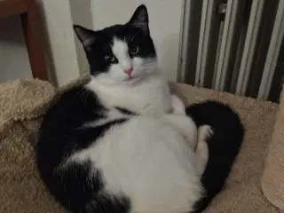 Hundkat med tilbehør