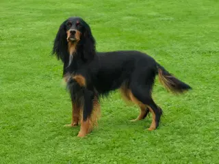Gordon Setter tæve