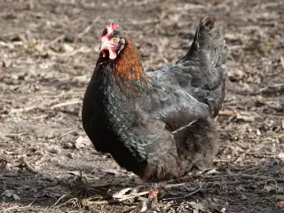 Sort kobber Maran rugeæg 