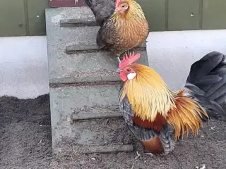 Dværghøns 