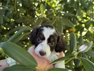 Skønne Cockapoo hvalpe 