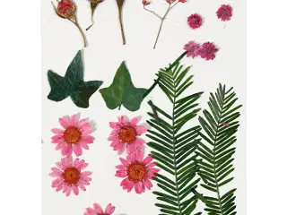 Lyserøde tørrede blomster og blade - 1 pak