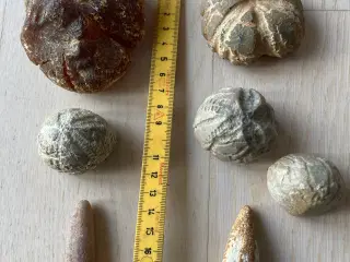 Fosiler og harpiksklump