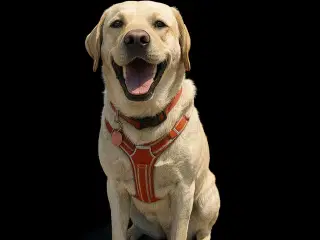 Skøn labrador 