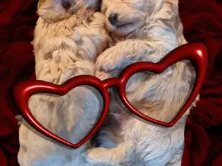 Mini Maltipoo 