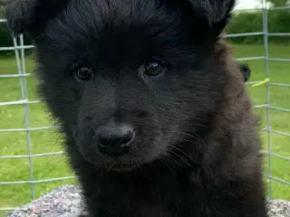 Svensk lapphund 