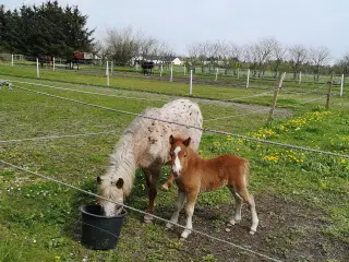 Knabstrupper pony med føl 