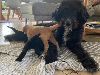 Skønne Doodle hvalpe søger skønne hjem 