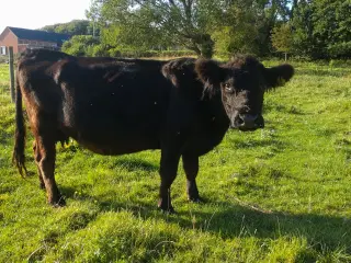 galloway