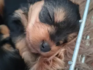 York terrier 