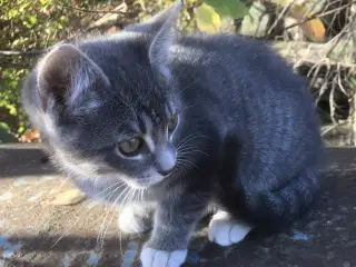 Katte killing. 1/8 norsk skovkat.  1 kattekilling 