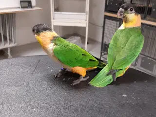 Caique papegøje 1.1