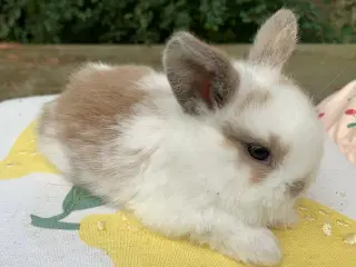 Mini lop baby 