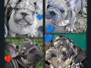 Fransk bulldog 