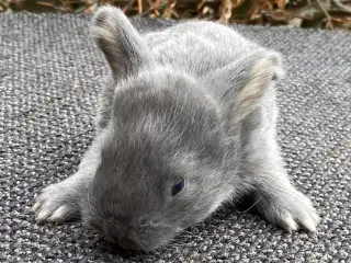 FRANSK VÆDDER HAN VILDTBLÅ