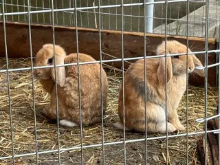 Blandingskaniner af Fransk Vædder/Løvehoved 