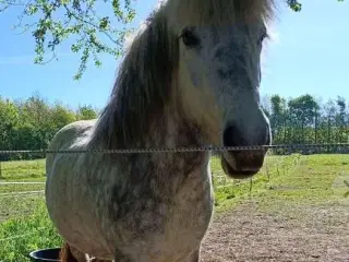 Sød islænder sælges 