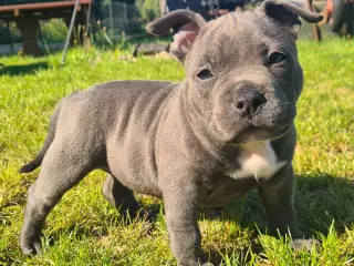 American Bully pige blå - abkc Pocket