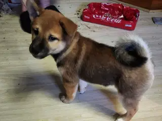 Shiba inu hvalp