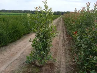 35 stk. Photinia red robin 150-175 cm.