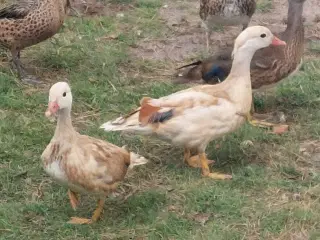 Gul mandarin ænder 