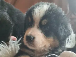 Berner Sennen Hvalpe