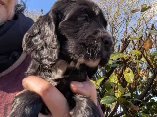 Engelsk cocker spaniel hvalpe 