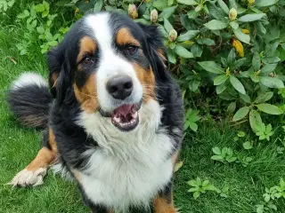 Hanhund søges til parring.