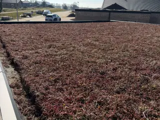 Sedum planter fra Byggros. 9 m² i flotte farver