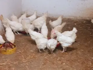 Æglæggende høns   i fuld æglægning.