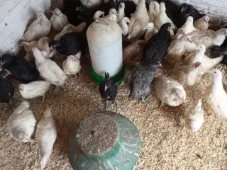Hvide og sorte Jersey kæmper kyllinger 7 uger
