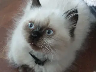 Ragdoll killinger 