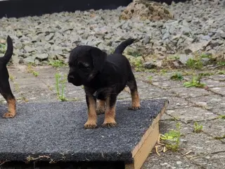 Border terrier hvalp
