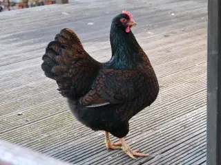 Barnevelder rugeæg