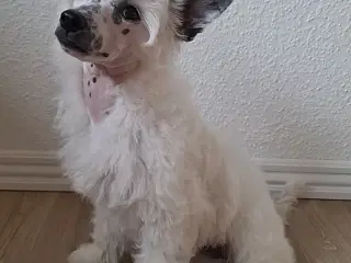 Chinese Crested powder puff med DKK stambog