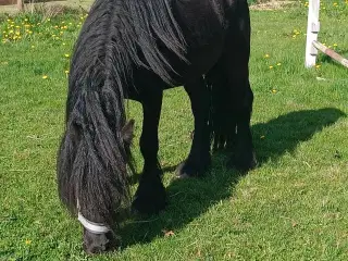 Projekt Pony