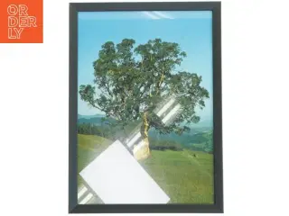 Indrammet billede af et træ fra Posterland (str. 32,5x44,5 cm)
