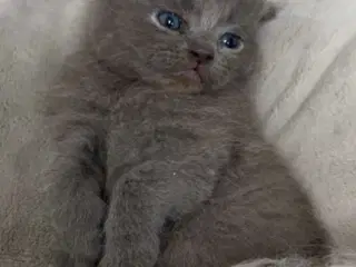 Sød killing søger kærligt hjem💓