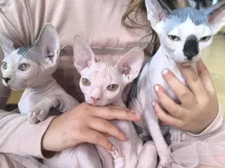 3 af de Sødeste SPHYNX killinger