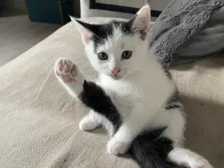 Sød kælende hun killing salgsklar 8/11