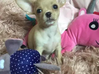 Dejlige små chihuahua bl.a. hvalpe