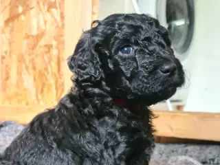 Hvalpe - labradoodles