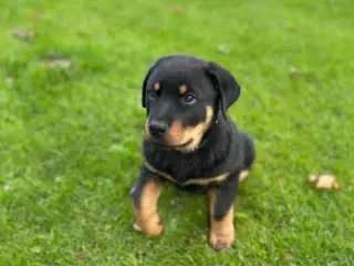 DKK Rottweiler hvalp Han 